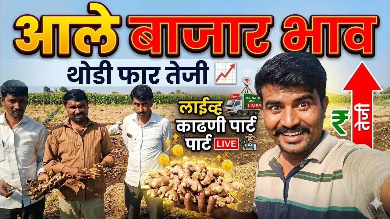  आले बाजार भावआमच्याकडे थोड्याफार प्रमाणामध्ये तेजी.
