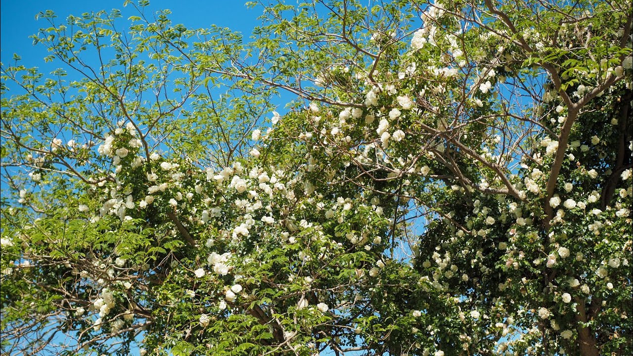 Matthias Meilland presents some climbing roses