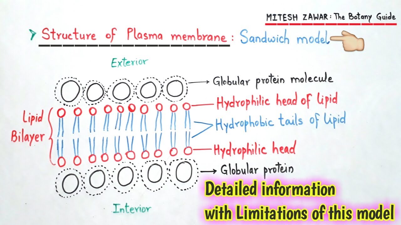 Plasma Membrane Sandwich Model || Lipid Protein Bilayer Model || Structure of Cell Membrane || NEET