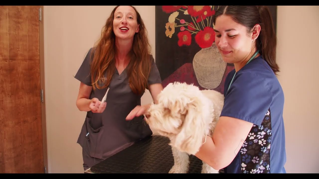 Your First Visit to Bluegrass Vet 🐾 | What to Expect at Our Animal Hospital