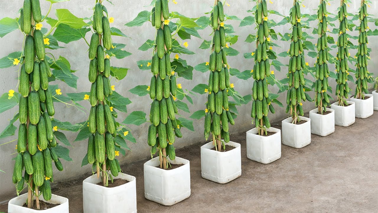 Old Plastic Containers + Eggshell→ Big Cucumber Harvest! Grow High-Yield Cucumber Easily At Home