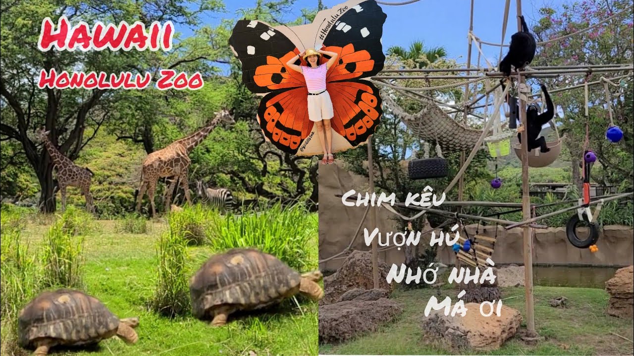 Du Lịch Hawaii | Honolulu Zoo | Đi Sở Thú Sinh Nhật Bảo
