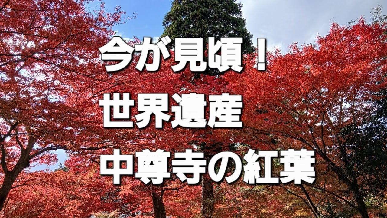今が見頃！世界遺産・中尊寺の紅葉