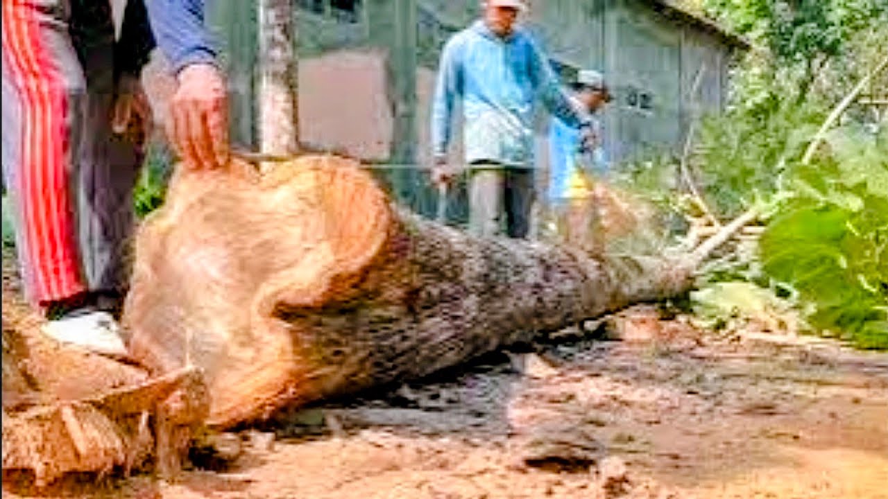 Menebang kayu jati belakang sekolahan !!