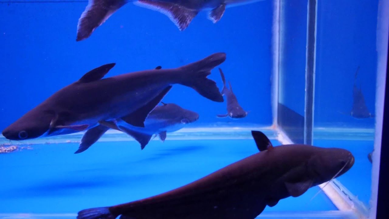 1800水槽飼育魚混泳☆カイヤンとカイヤンモドキ！Pangasianodon