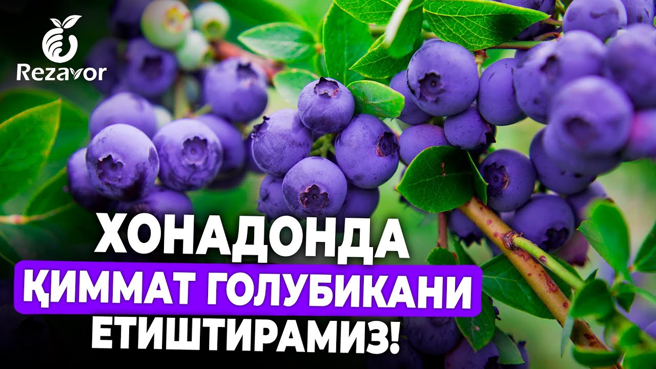 ХОНАДОНДА ҚИММАТ ГОЛУБИКАНИ ЕТИШТИРАМИЗ! | REZAVOR #голубика #malina #xonadon