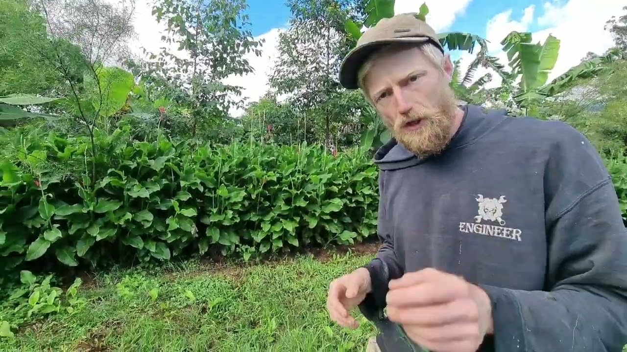 Canna Edilus v Canna Indica
