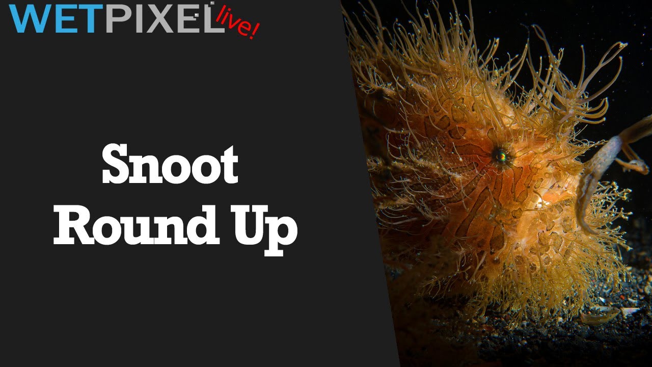 Snoot Round Up for Underwater Photographers
