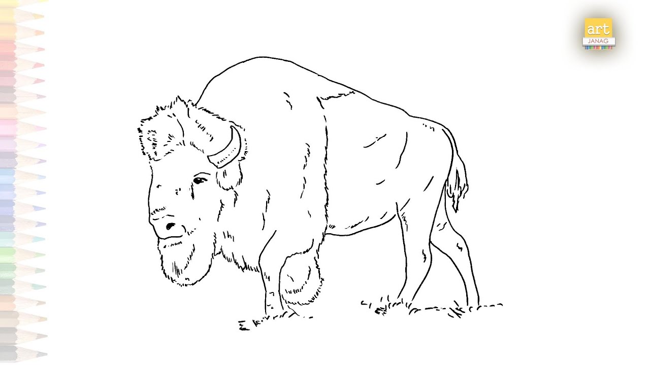 Bison drawings | Forest buffalo drawings | How to draw A Bison step by step | Easy animal drawings