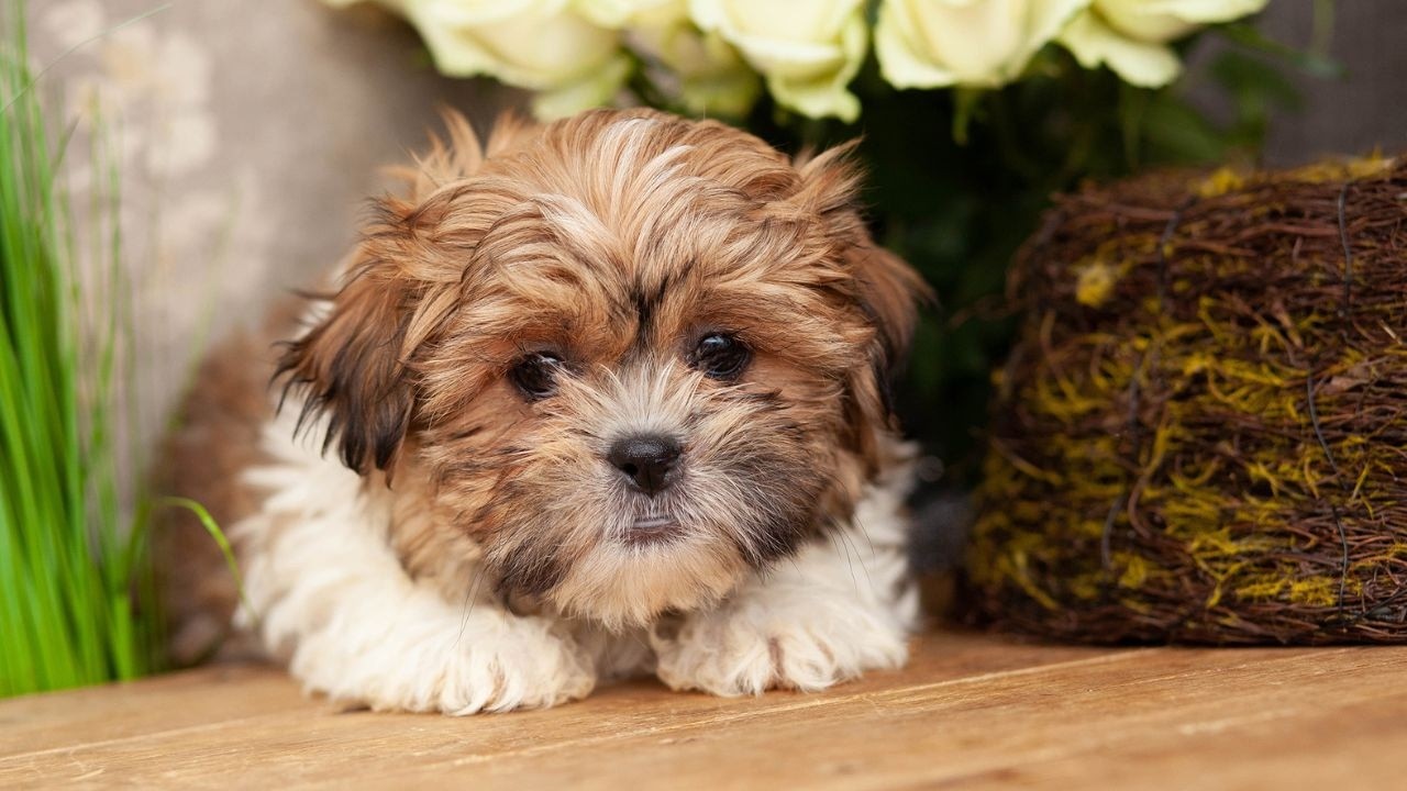 Zuchon Dog facts | Teddy Bear looking Small Dogs | facts about the Zuchon Dog for kids