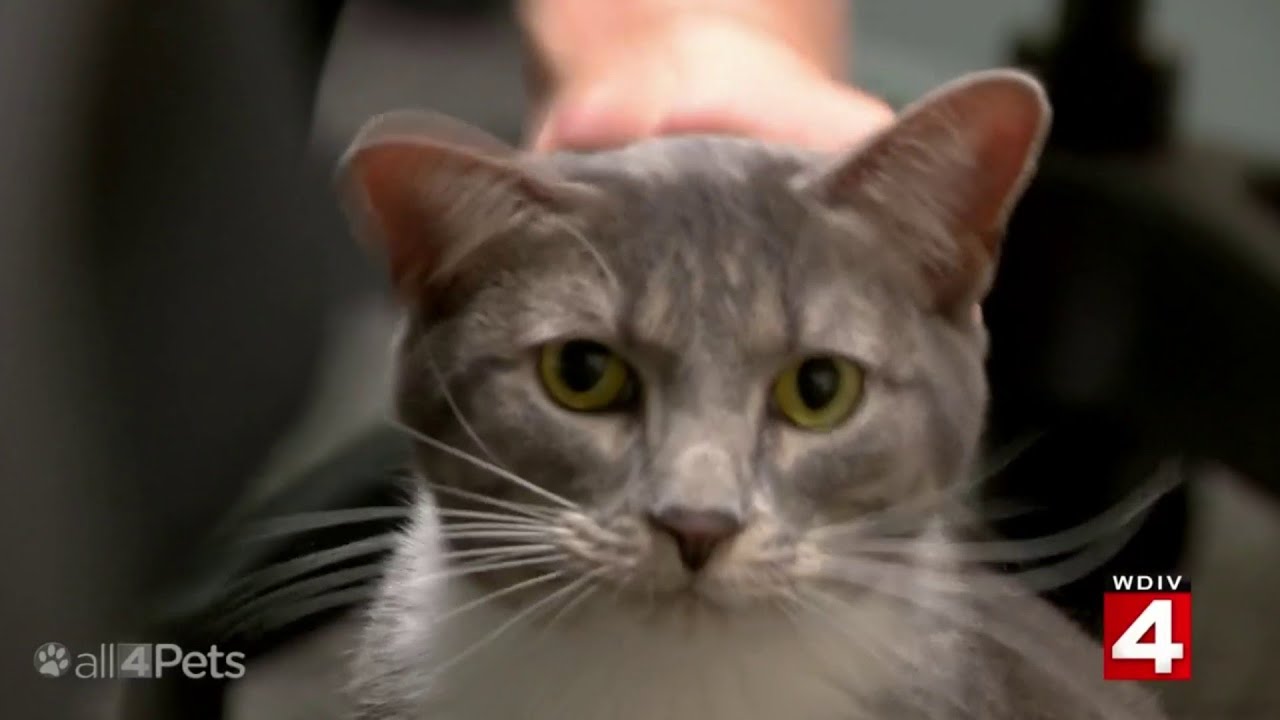 'All 4 Pets' Part 1: Pawfficer Donut, Larkin the dog