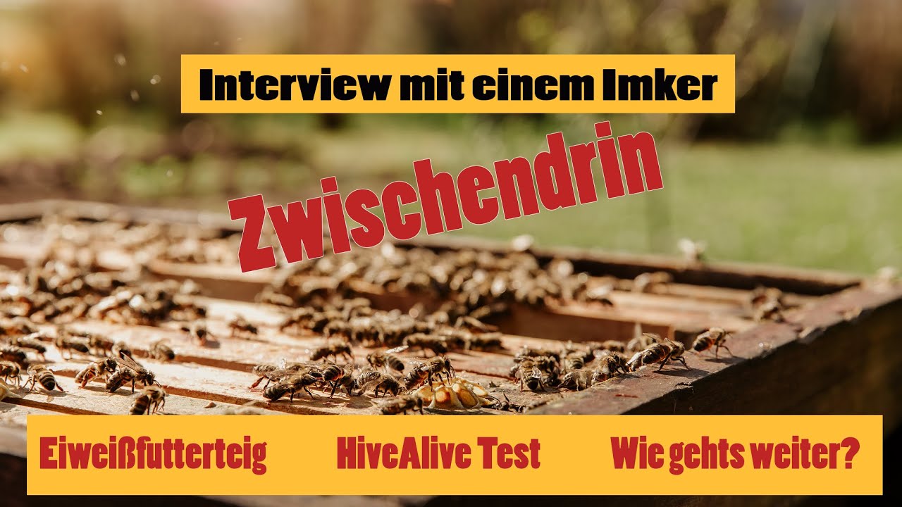 Interview mit einem Imker - Zwischendrin - Eiweißfutterteig / HiveAlive / Wie gehts weiter?