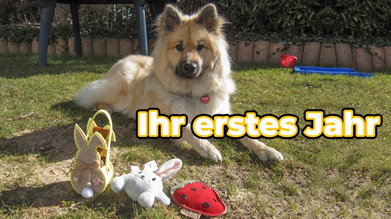 Akaris erstes Jahr