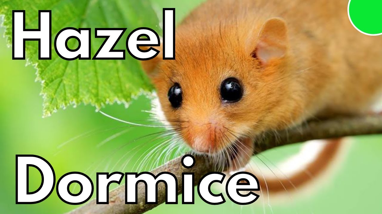 Britain's Rarest: Hazel Dormice (and how to help them)