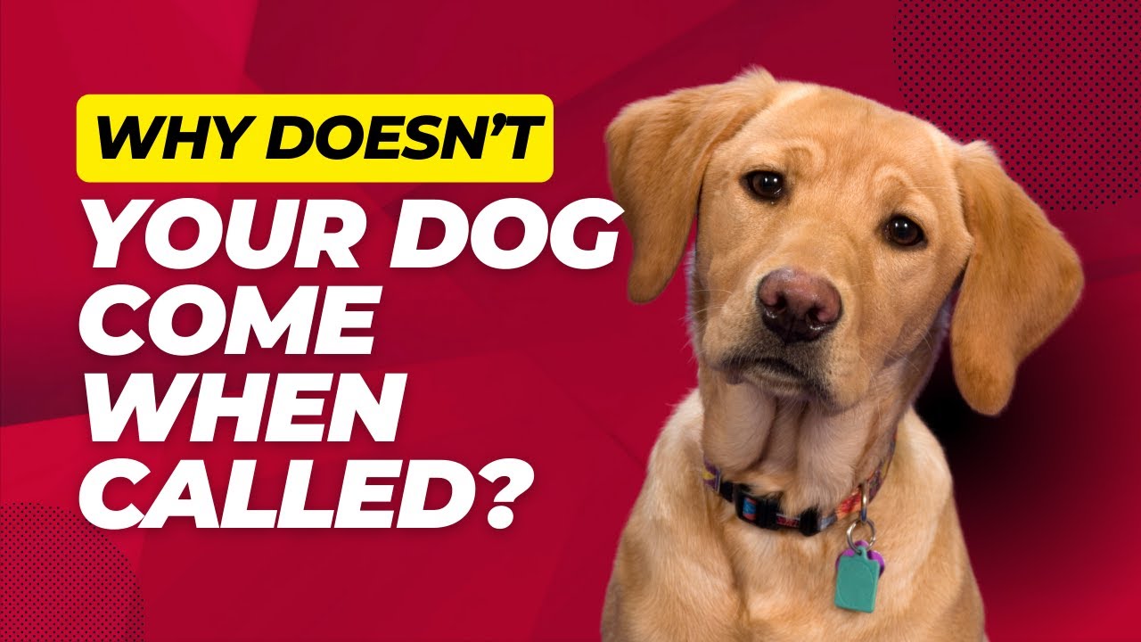 Why Doesn't My Dog Come When Called?