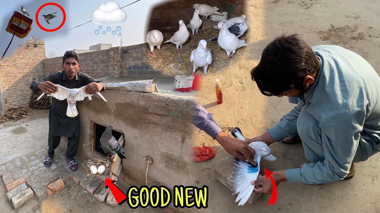 Zoo Ki Good News: Ab Kabootar Bhi Rang Biranges 🦜