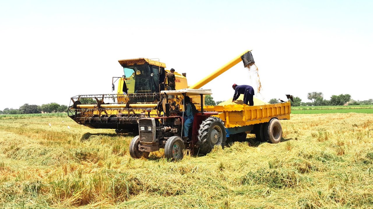 New Holland harvester 8080 |8080  machine | harvester video| new harvester 8080|Shahid almani vlogs