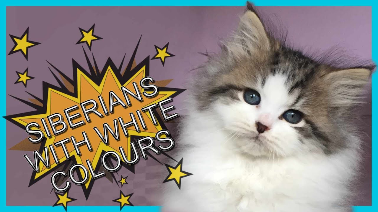 Part 4 - Siberian cats with White.