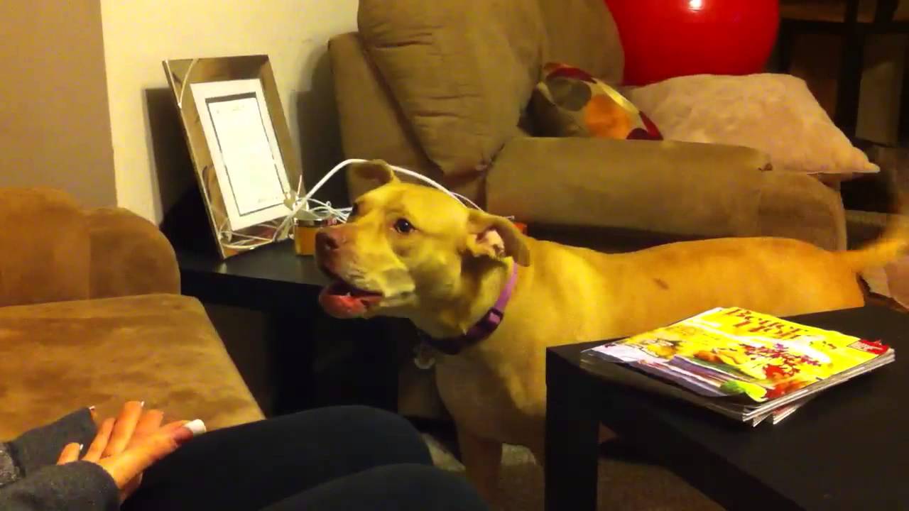 My dog is afraid of bubble gum