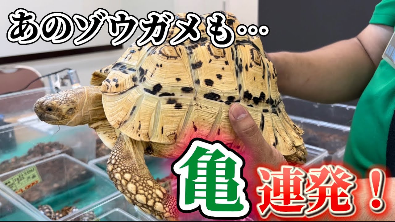 【デカすぎ】即売会で日本最大の亀を見つけてしまった………