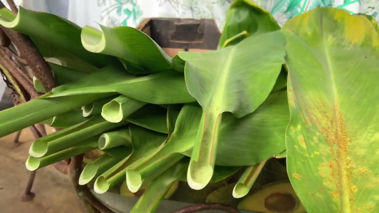 481. How to prepare ti leaves for making it into leis.