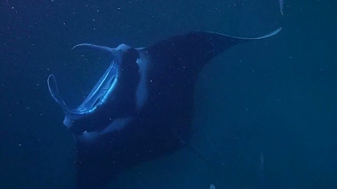 More, more mantas