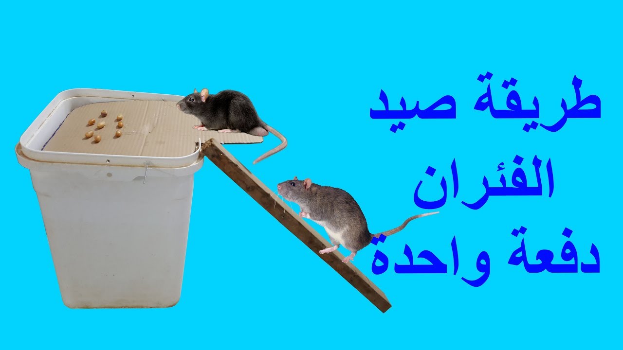 اسرع واسهل وارخص طريقة لصيد الفئران دفعة واحدة عن تجربة