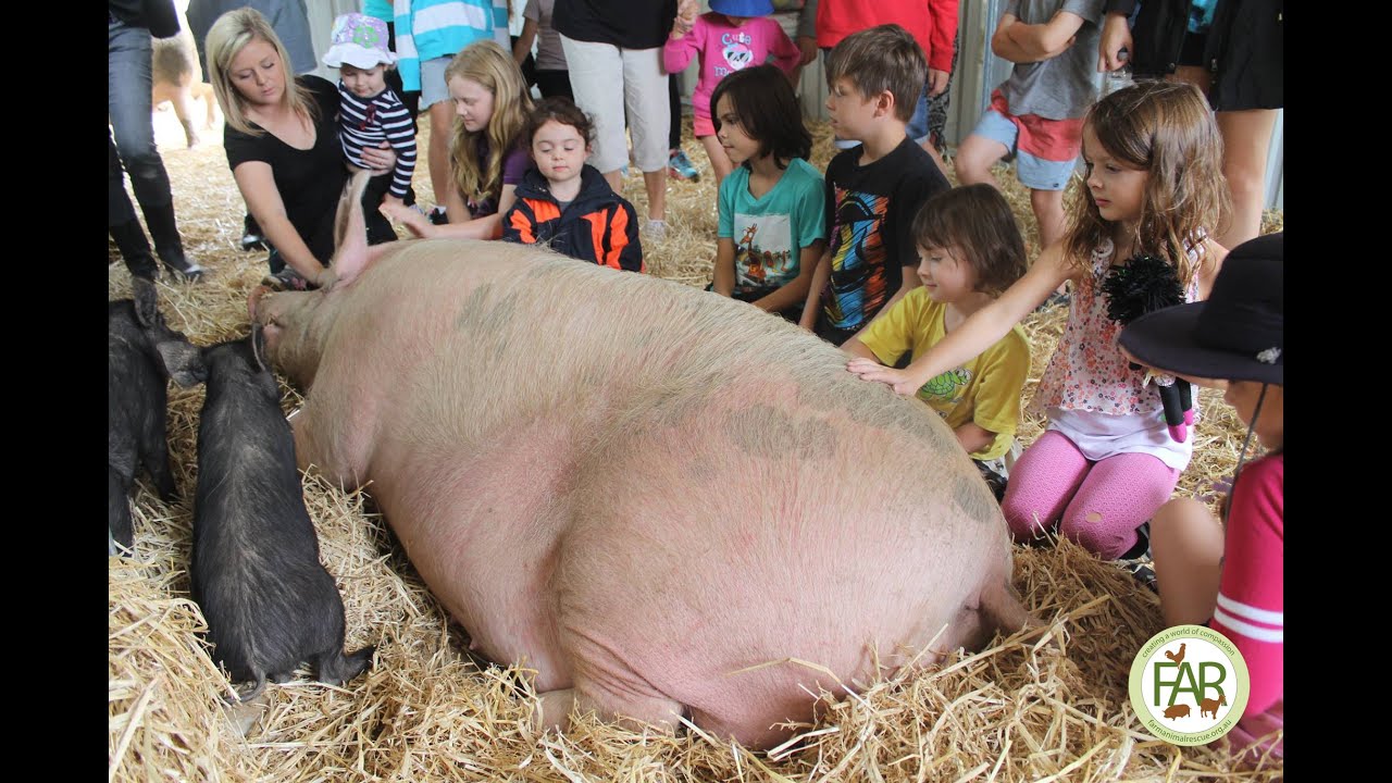 Farm Animal Rescue -  A Very Piggy Christmas - 2014