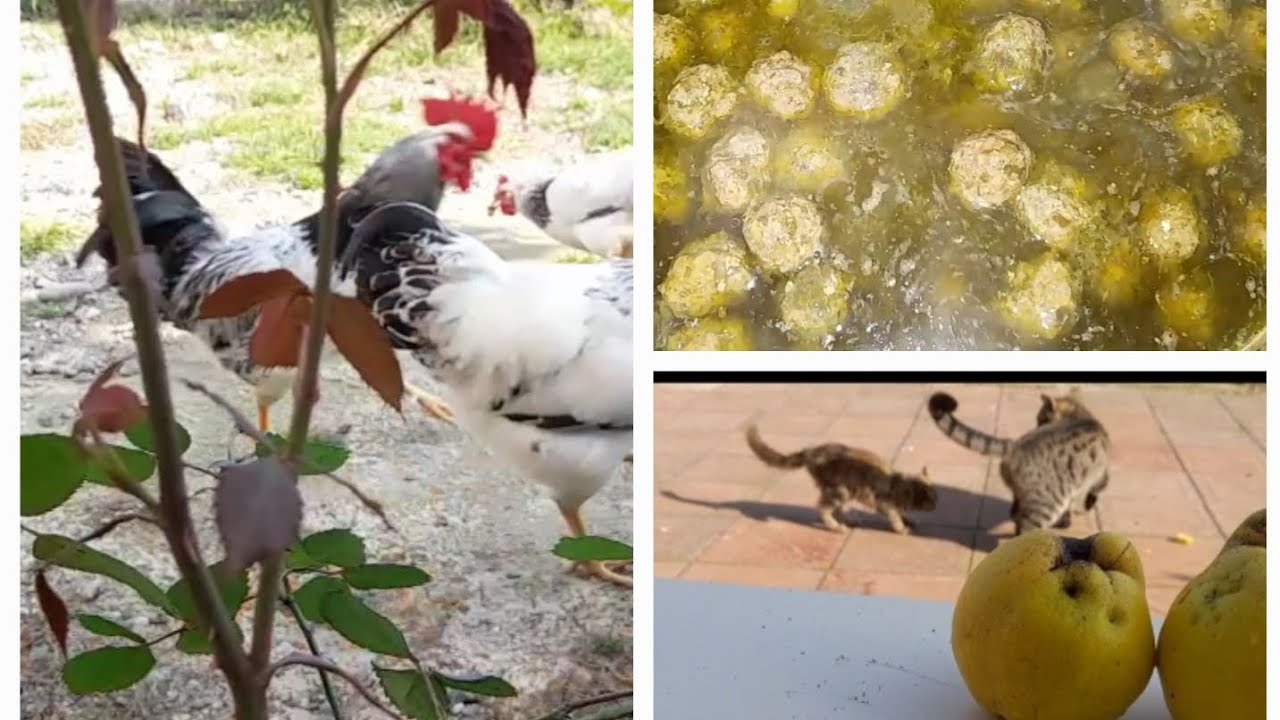 Ev işləri, yemək bişirmə, cücə və toyuqlara baxım, bir az da bağ🐓#vlog#kəndhəyatı#nature#garden