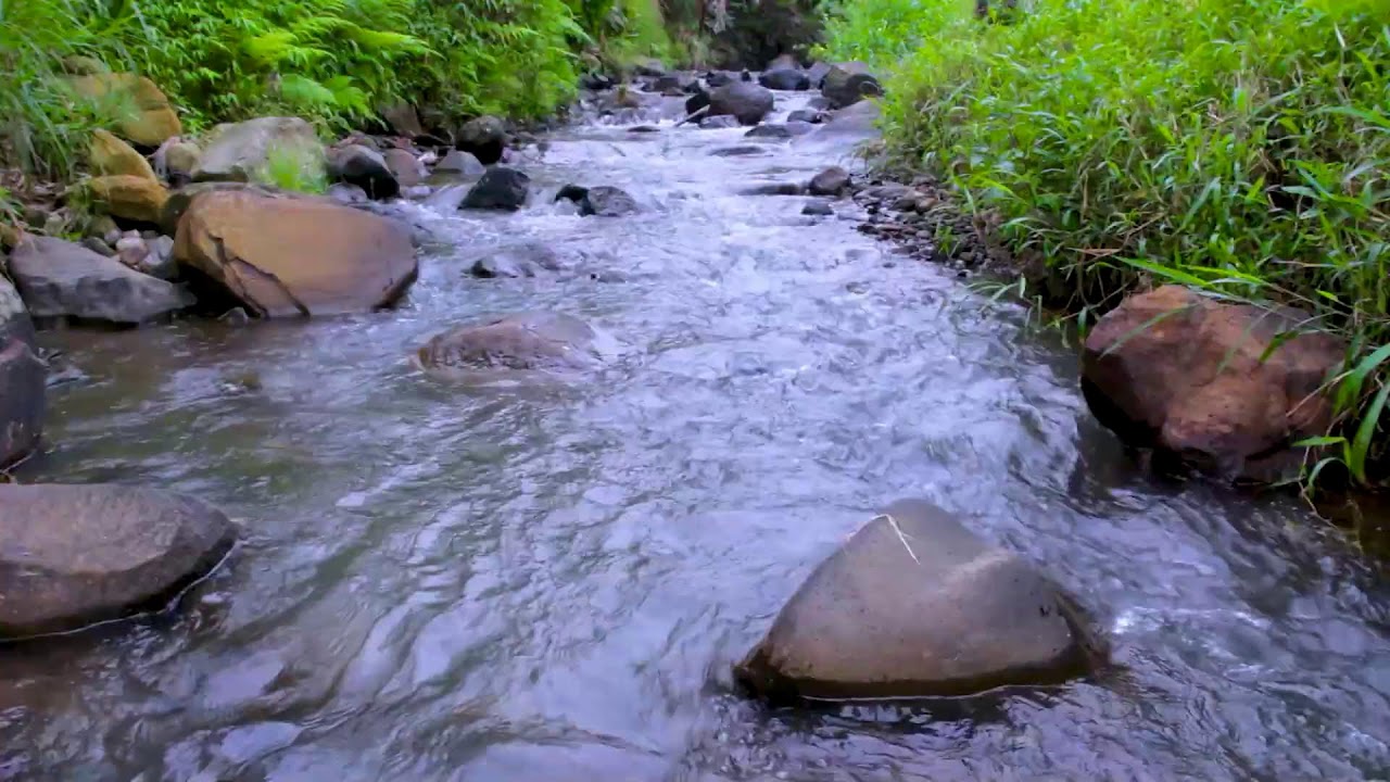 Peaceful Forest River Stream | Soothing Water Ambience for Deep Sleep