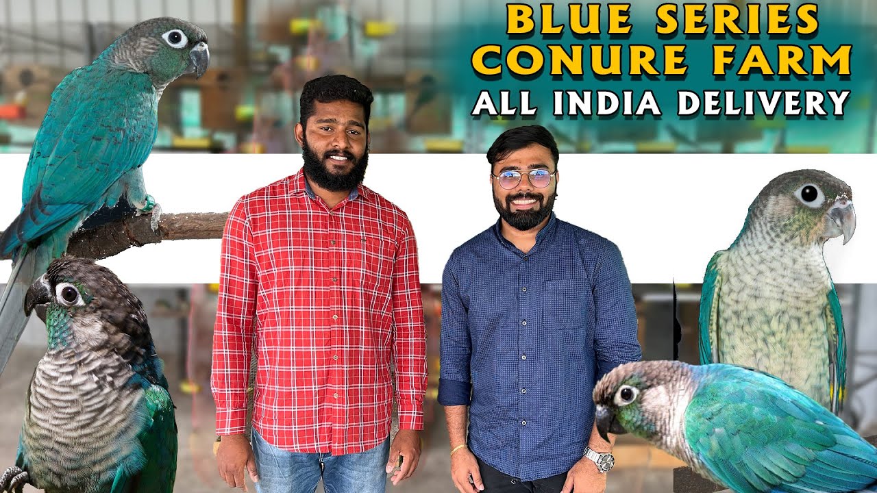 ரூ 2500 முதல் SS Birds Farm | Blue Series Small Conure | Lowest price | Delivery Available