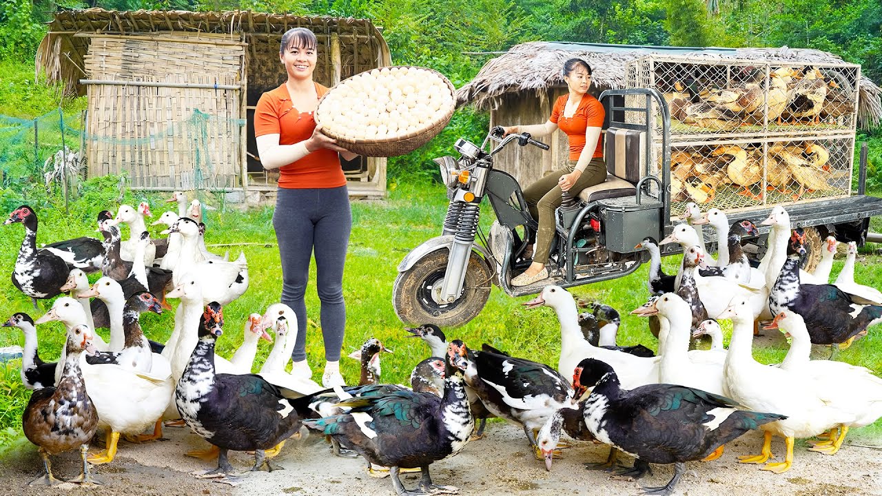 Use 3-Wheeled Vehicle Harvesting Duck Goes To Market Sell - Take Care of Rabbits