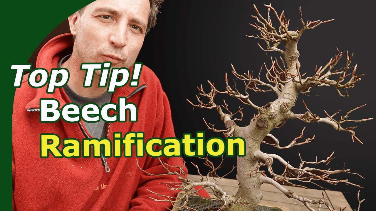 Top Tip: Double Your Beech Ramification