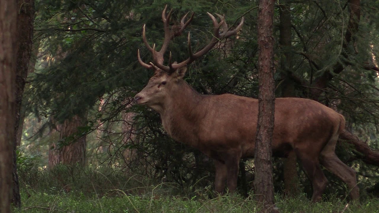 Her[t]en bronst in het Leuvenumse bos, Veluwe movie