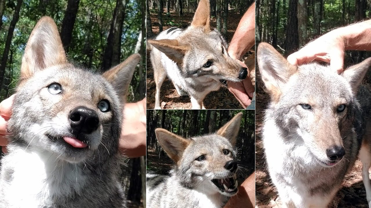 #149 - To Pet, or Not To Pet