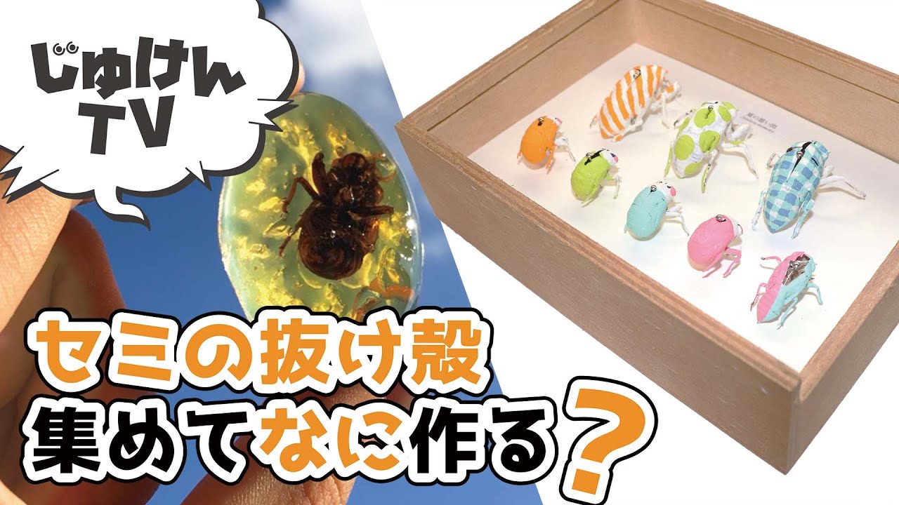 セミの抜け殻、集めてなに作る？【かんたん工作】