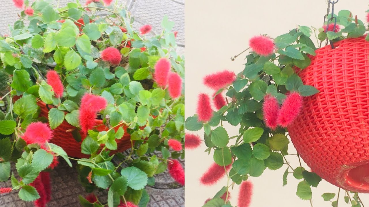 Hanging pot ನಲ್ಲಿ ಬೆಳೆಯಲು ಇದಕ್ಕಿಂತ ಒಳ್ಳೆ ಗಿಡ ಬೇಕೆ? Monkey tail plant/  red hot cat’s tail plant