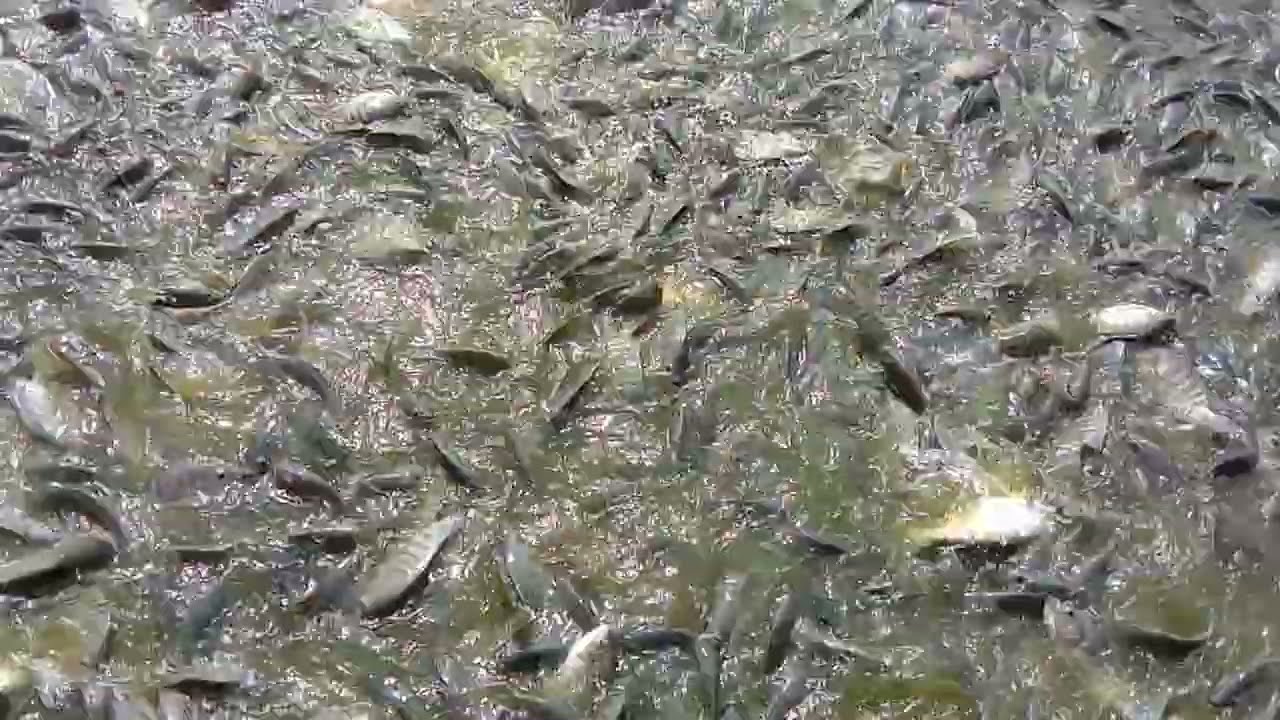 তেলাপিয়াপাঈসকিভাবেচাষকরেএইভিডিওদেখুন