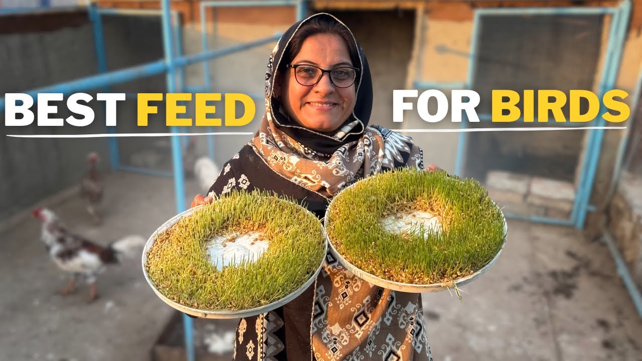 How to make sprouts for hens | Nutritious, Easy, & Cheap