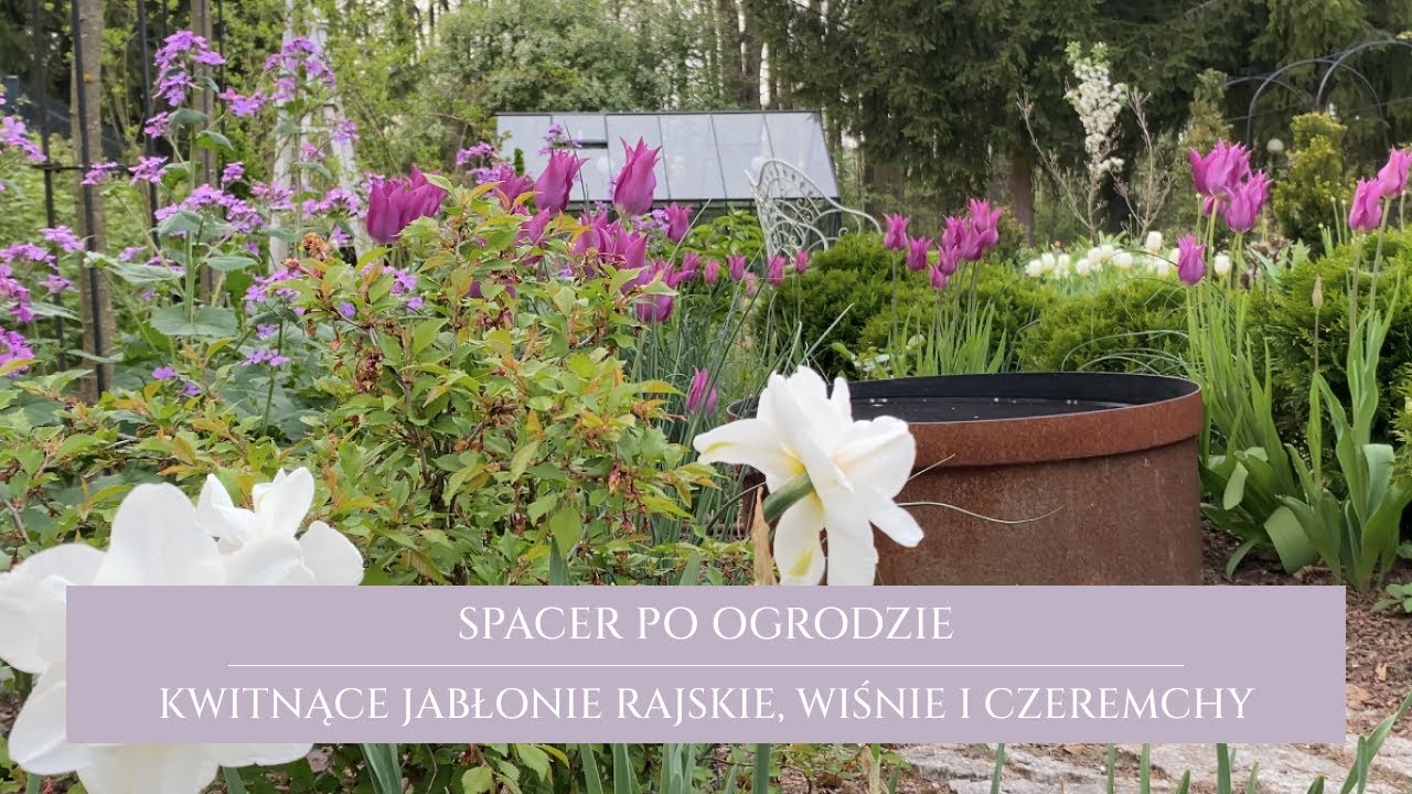 Spacer po ogrodzie | koniec kwietnia | kwitnące jabłonie rajskie, wiśnie i czeremcha