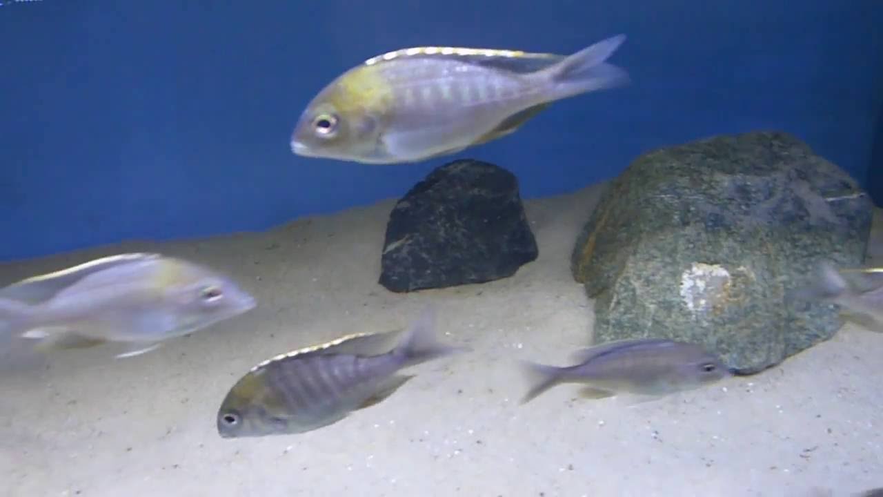 Lethrinops micrentodon Makokola @ RiftValley Aquaristics