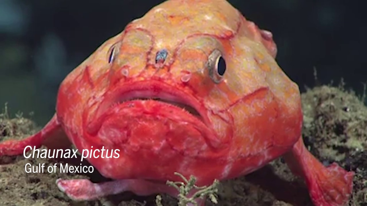 Snippet: Coffinfish 