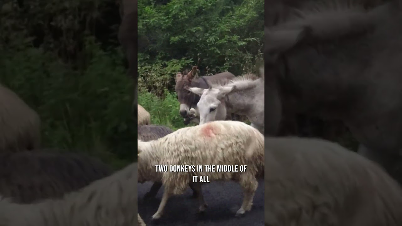 TRAFFIC JAMS IN ROMANIA ARE DIFFERENT