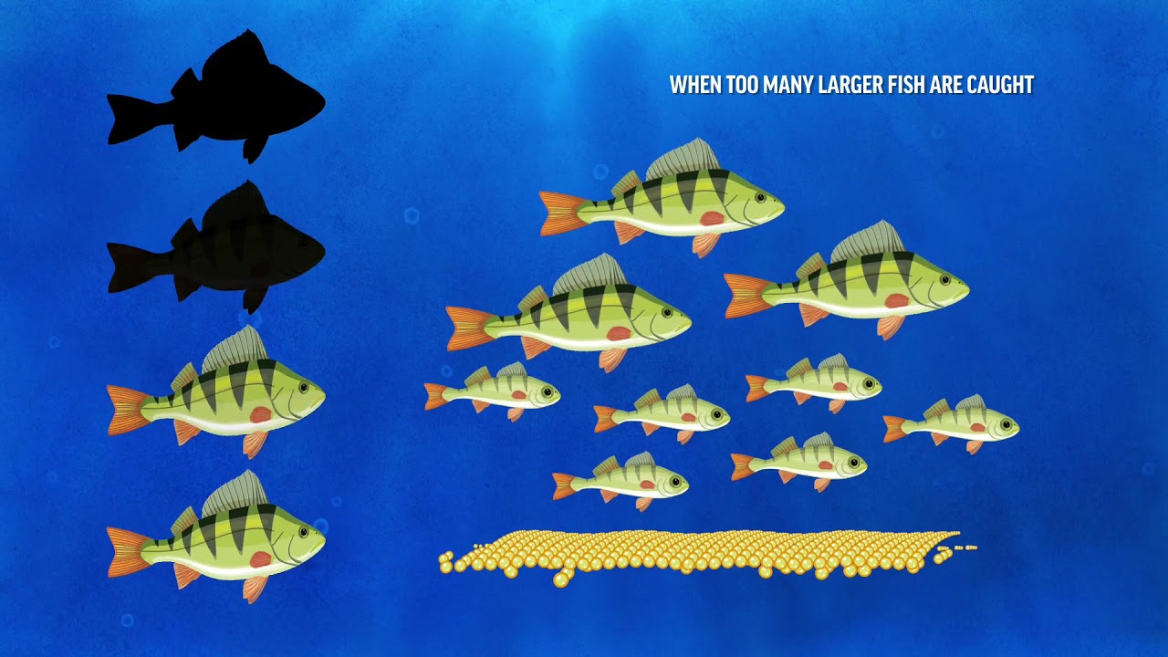 Fish Population Growth PSA