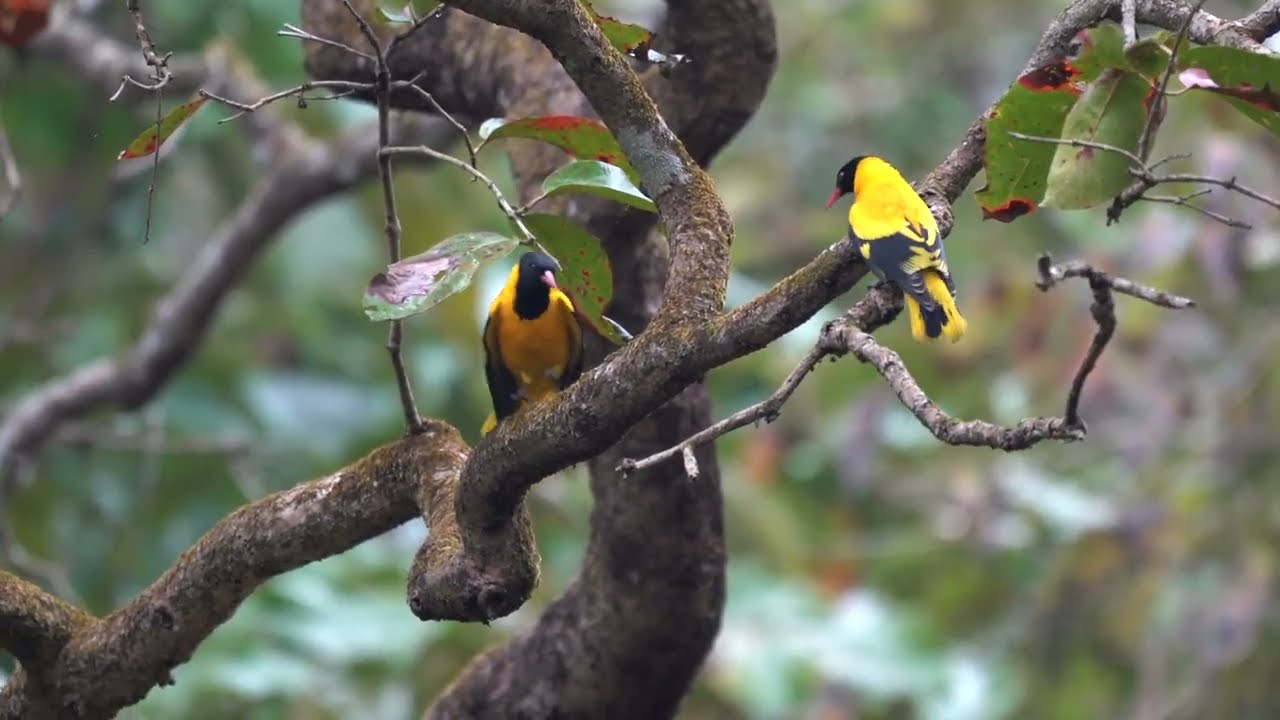 Wild Animals of the Chitwan National Park in Chitwan Nepal on Jungle Safari/4k with Sony A7iii