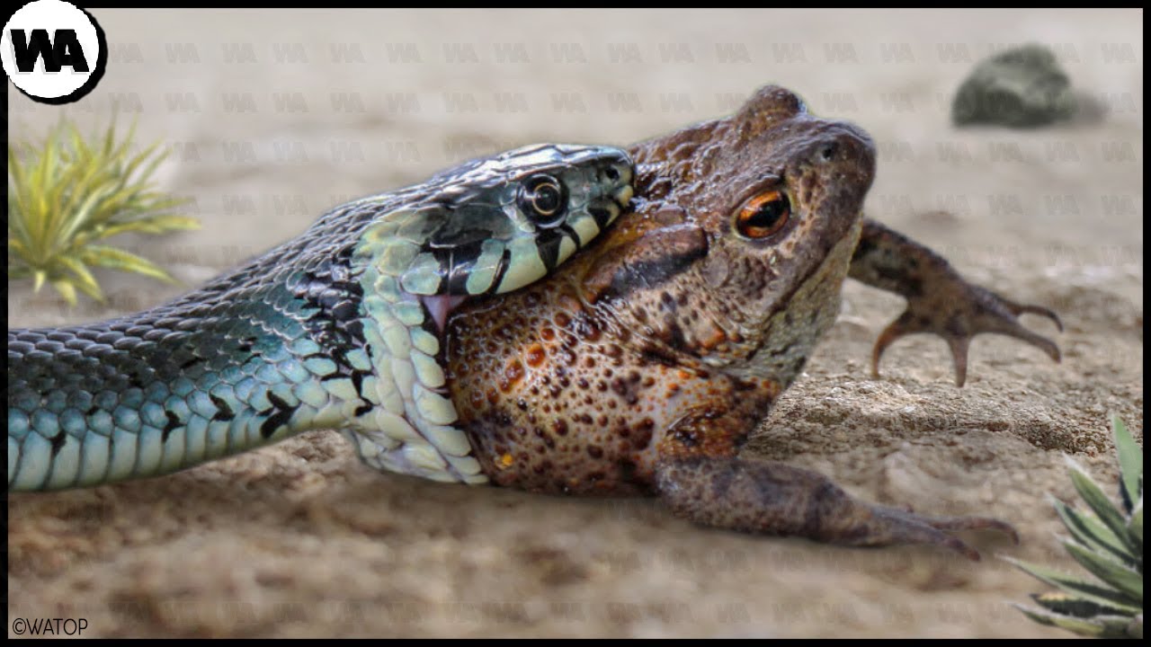 Le Crapaud Qui ne Sera Jamais Mang&eacute;