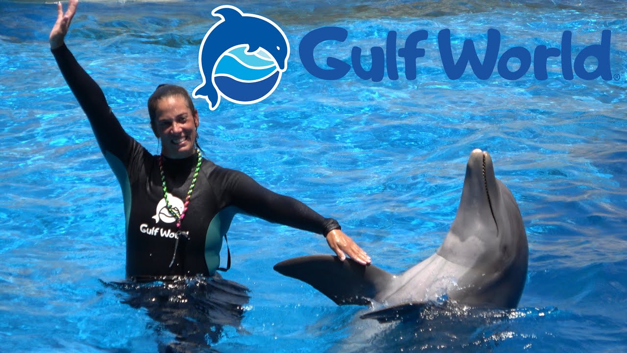 Dolphin Show at Gulf World in Panama City Beach