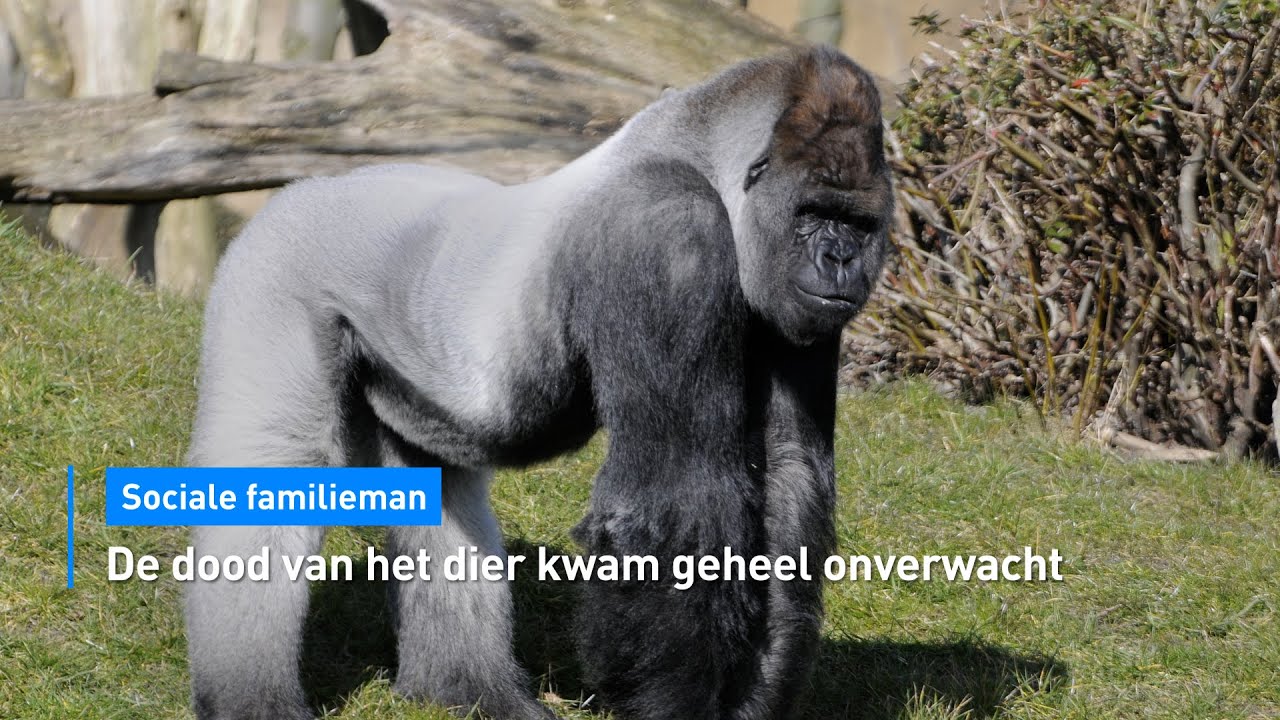 Beroemde gorilla Bokito uit Diergaarde Blijdorp in Rotterdam overleden | Hart van Nederland