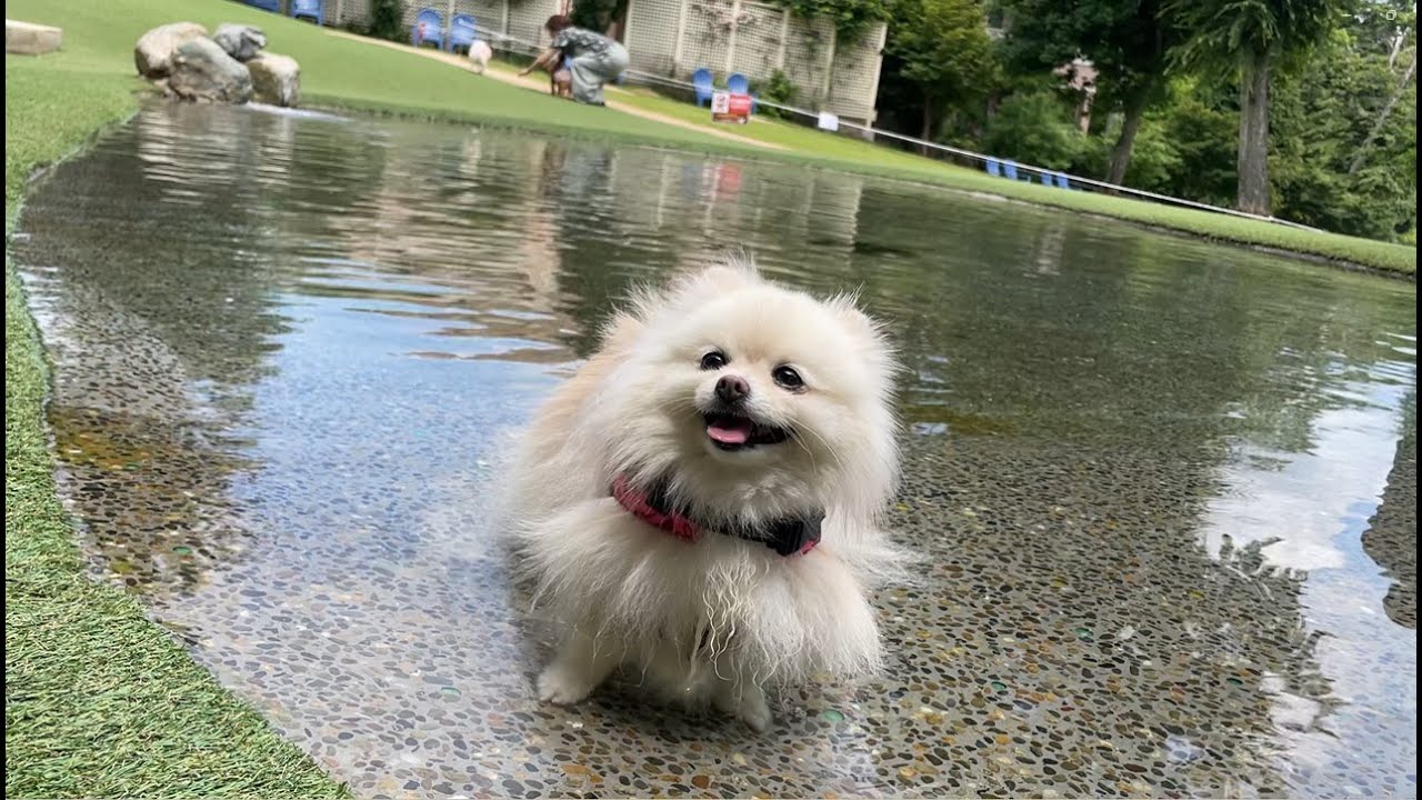 犬の楽園【ドギーズアイランド】に行ってきた