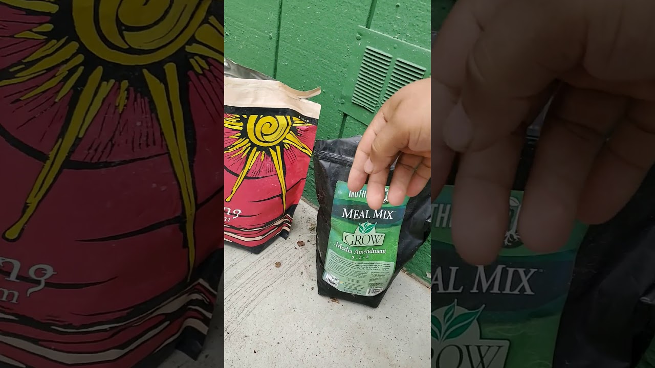 Outdoor medical cannabis grow.